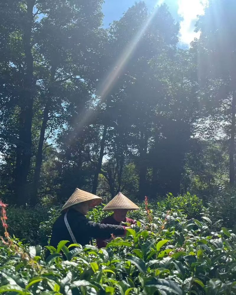 Tea pickers in a Yunnan tea garden