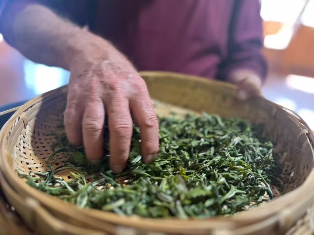Hands sorting freshly picked tea leaves in Yunnan